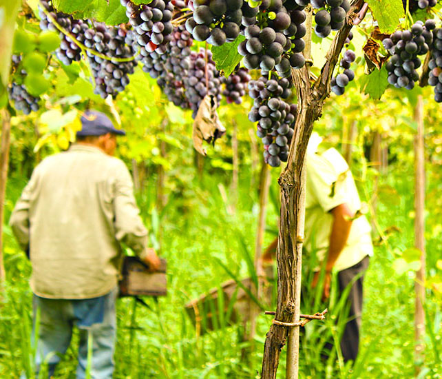 Vino de la Costa-Berisso