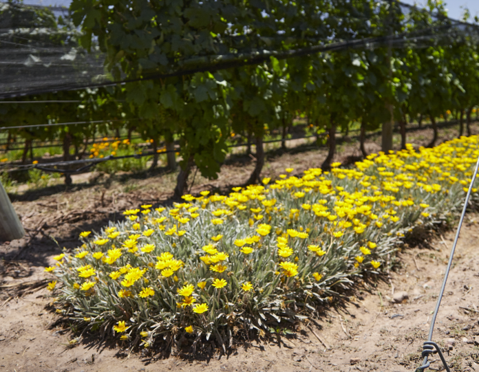 Bodega Argento Flores Qr