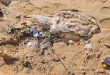 El 74% de los residuos en las playas bonaerenses son plásticos.