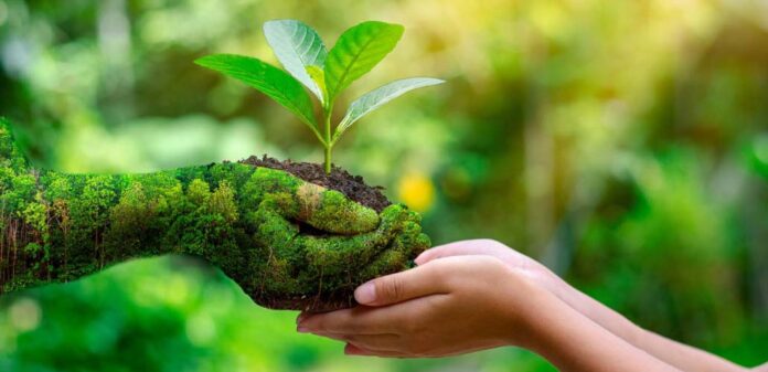 environment Earth Day In the hands of trees growing seedlings. B