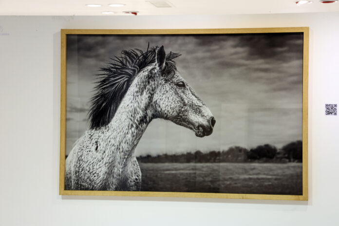 PATIOarts Imágenes del Alma de Gonzalo Lauda (1)
