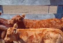 Por qué los criadores del norte eligen la raza Limangus: eficiencia, rusticidad y valor agregado en los rodeos comerciales