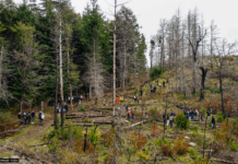 Chubut: avanza la restauración de bosques nativos con la plantación de 17.000 árboles en áreas afectadas por incendios