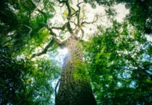 Nuevo mapa revela la pérdida del Bosque Atlántico y destaca los esfuerzos por conservarlo en Misiones