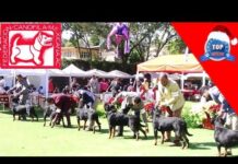 American Kennel Club y Federación Canófila Mexicana se unen para exposiciones históricas sancionadas por el AKC en 2026 en Ciudad de México