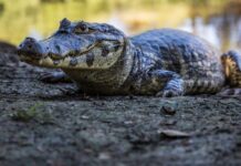 Cerca de 2 mil personas participaron del ciclo de Safaris de Fundación Vida Silvestre Argentina en 2025