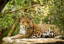 Día del Yaguareté: el felino más grande de América en peligro crítico