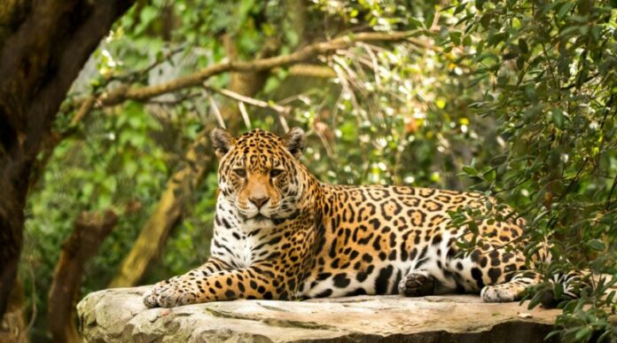 yaguarete-e1764304336209-800x445