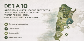 De 1 A 10 Argentina multiplica sus proyectos agroforestales certificados y gana posición en el mercado global de carbono